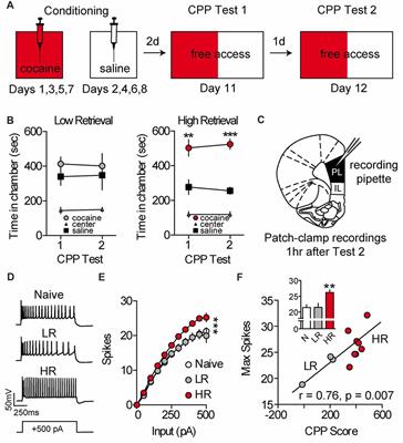 Prefrontal Neuronal Excitability Maintains Cocaine-Associated Memory During Retrieval